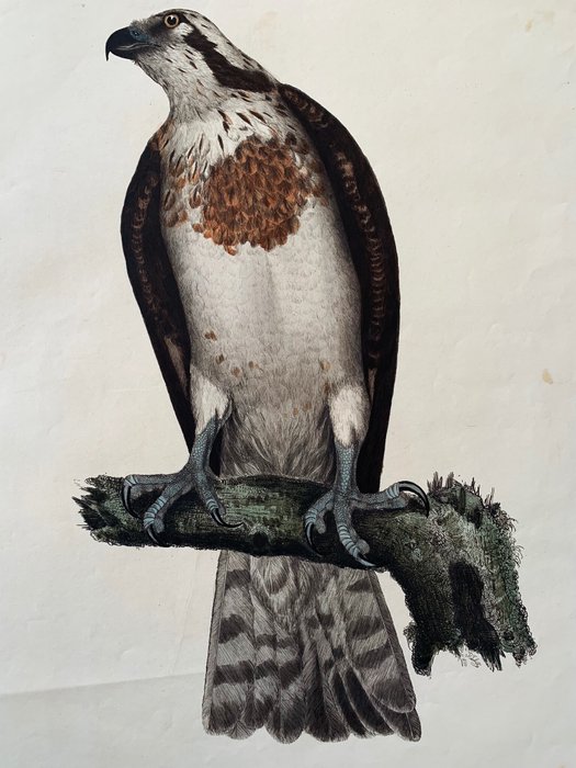 Prideaux John Selby / William Home Lizars - "Osprey Female" - Illustrations of British Ornithology - 1819