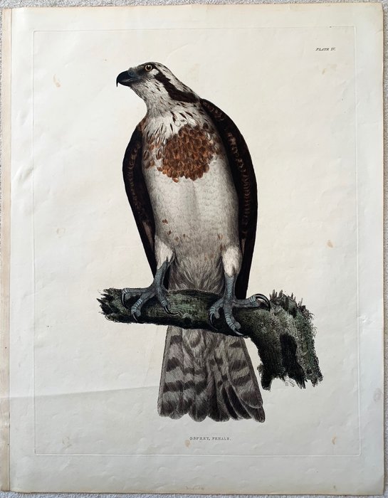 Prideaux John Selby / William Home Lizars - "Osprey Female" - Illustrations of British Ornithology - 1819