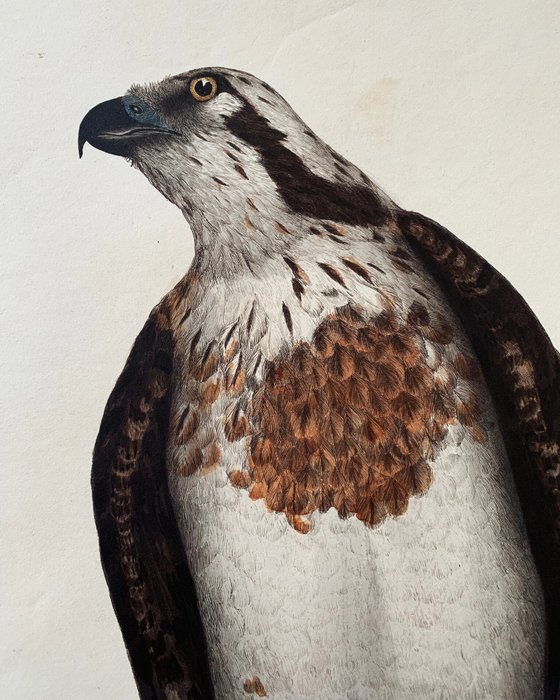 Prideaux John Selby / William Home Lizars - "Osprey Female" - Illustrations of British Ornithology - 1819