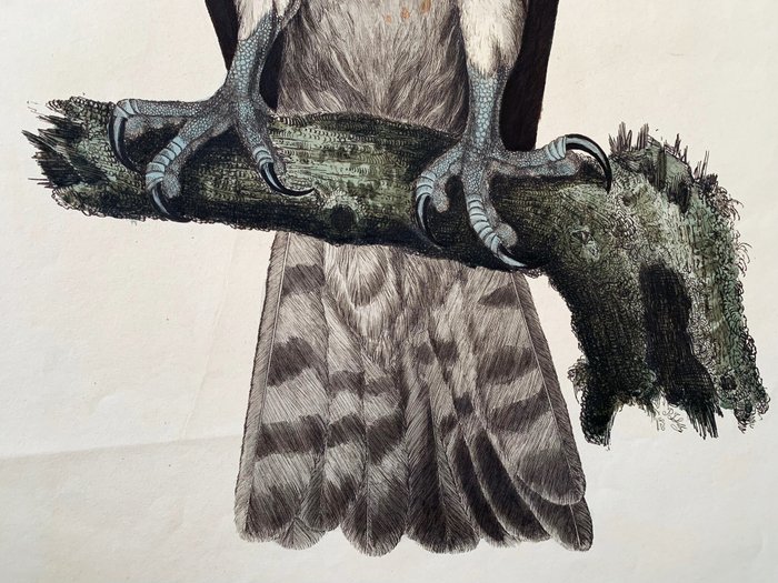 Prideaux John Selby / William Home Lizars - "Osprey Female" - Illustrations of British Ornithology - 1819