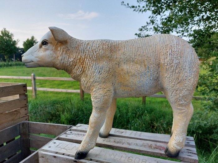 Statue, life size and a lifelike (Texel lamb) - 43 cm - polyresin