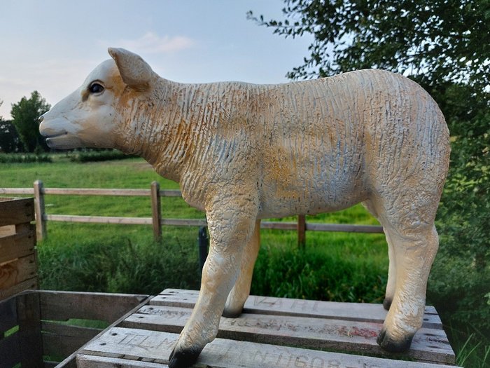 Statue, life size and a lifelike (Texel lamb) - 43 cm - polyresin