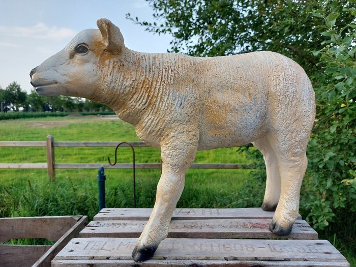 Statue, life size and a lifelike (Texel lamb) - 43 cm - polyresin