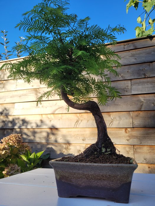 Kyst/Daggry rødtræs bonsai (Sequoia) - Højde (Træ): 30 cm - Dybde (Træ): 25 cm - Holland