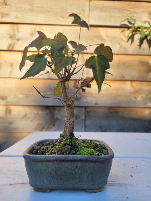 acer ginnala bonsai (kinesisk ahorn) - Højde (Træ): 10 cm - Dybde (Træ): 10 cm - Japan