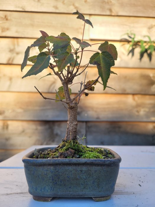 acer ginnala bonsai (kinesisk ahorn) - Højde (Træ): 10 cm - Dybde (Træ): 10 cm - Japan