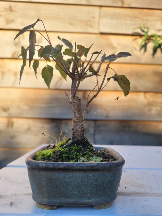 acer ginnala bonsai (kinesisk ahorn) - Højde (Træ): 10 cm - Dybde (Træ): 10 cm - Japan