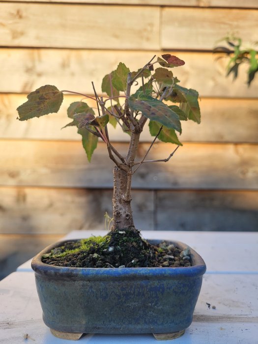 acer ginnala bonsai (kinesisk ahorn) - Højde (Træ): 10 cm - Dybde (Træ): 10 cm - Japan