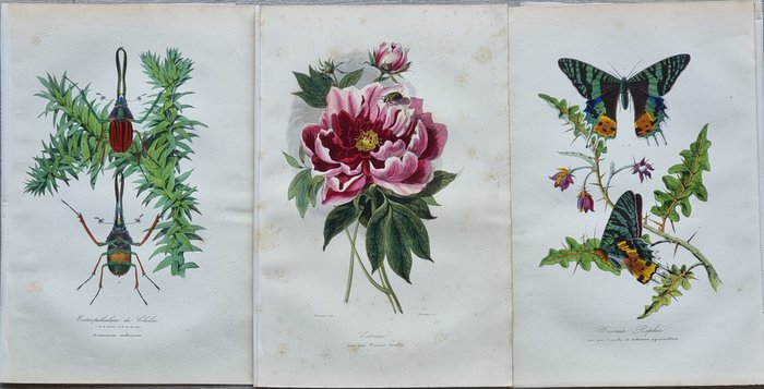 Jean-Emmanuel-Marie Le Maout (1799-1877) - Lot of 3 plates Engravings from "Le Jardin des Plantes (1842)" museum d'histoire naturelle - 1842