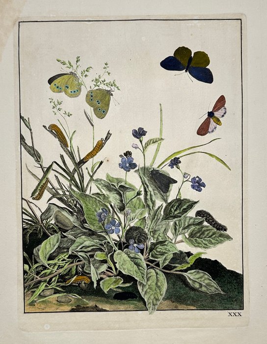 Jacob L'Admiral (1700-1770) - Ringlet butterfly Aphantopus hyperantus caterpillar and pupa