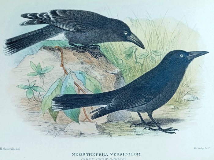 Henrik Grønvold - Ornithological prints with Original Antique Watercolouring Magpie-Lark Crow-Shrike etc (set of 3) - 1891-1905