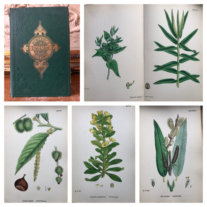 James Sowerby - English Botany or Coloured Figures of British Plants volume 8.  [206 hand coloured plates] - 1868