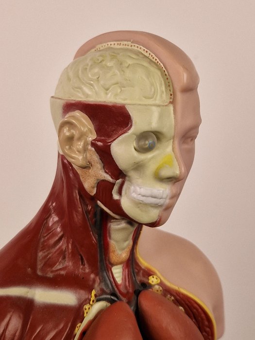 Anatomisk model - plast - 1970-1980 - Smuk komplet torso