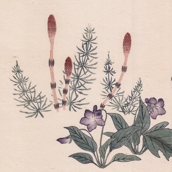 "Bracken, Dandelion, Violet and Horsetails" - From the Ehon: 'Flowers of the Four Season' - Sakai Hoitsu (1761 - 1828) - Japan