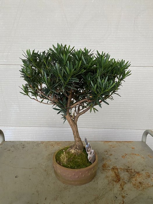 Buddhistisk fyrretræs bonsai (Podocarpus macrophyllus) - Højde (Træ): 38 cm - Dybde (Træ): 35 cm - Belgien