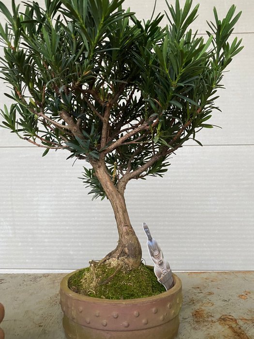 Buddhistisk fyrretræs bonsai (Podocarpus macrophyllus) - Højde (Træ): 38 cm - Dybde (Træ): 35 cm - Belgien