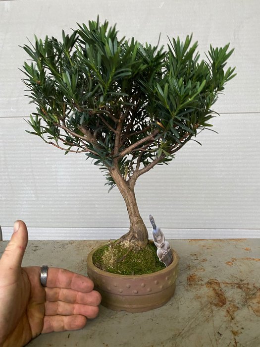 Buddhistisk fyrretræs bonsai (Podocarpus macrophyllus) - Højde (Træ): 38 cm - Dybde (Træ): 35 cm - Belgien