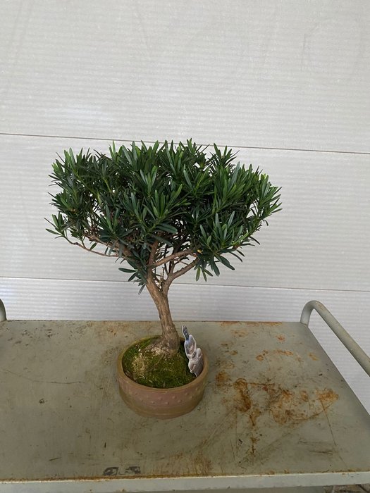 Buddhistisk fyrretræs bonsai (Podocarpus macrophyllus) - Højde (Træ): 38 cm - Dybde (Træ): 35 cm - Belgien