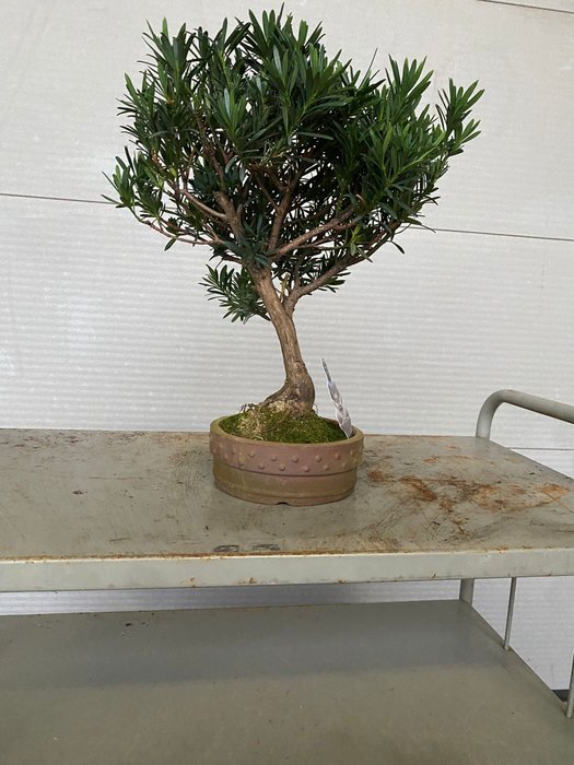 Buddhistisk fyrretræs bonsai (Podocarpus macrophyllus) - Højde (Træ): 38 cm - Dybde (Træ): 35 cm - Belgien