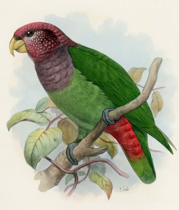 Joseph Smit - Hand-coloured lithograph from GD Rowley’s Ornithological Miscellany - 1878