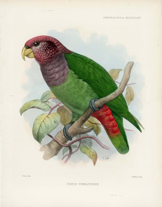 Joseph Smit - Hand-coloured lithograph from GD Rowley’s Ornithological Miscellany - 1878