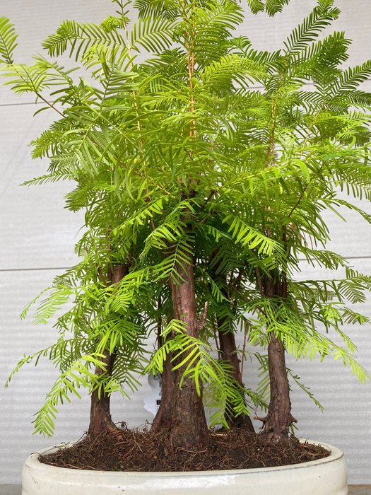 Kyst/Daggry rødtræs bonsai (Sequoia) - Højde (Træ): 53 cm - Dybde (Træ): 35 cm - Belgien