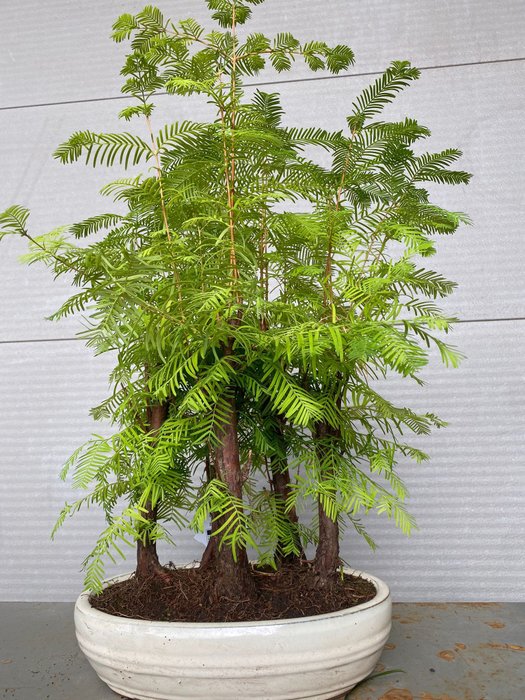 Kyst/Daggry rødtræs bonsai (Sequoia) - Højde (Træ): 53 cm - Dybde (Træ): 35 cm - Belgien