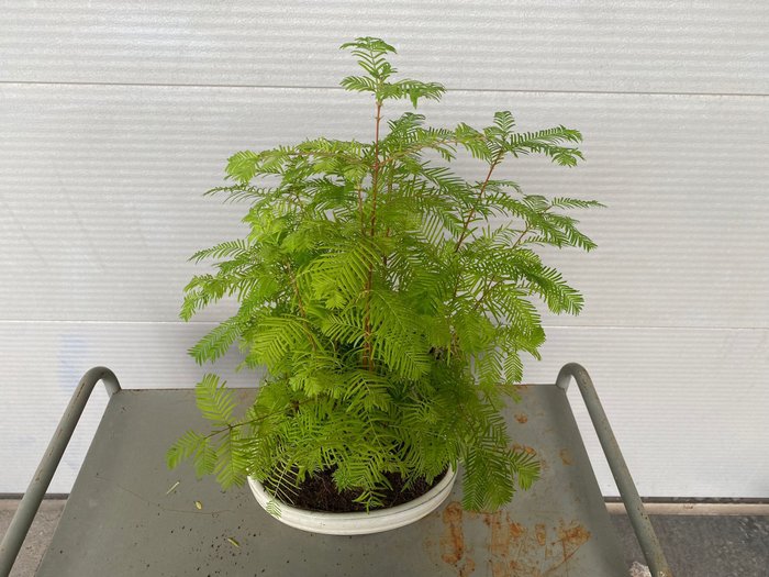 Kyst/Daggry rødtræs bonsai (Sequoia) - Højde (Træ): 53 cm - Dybde (Træ): 35 cm - Belgien