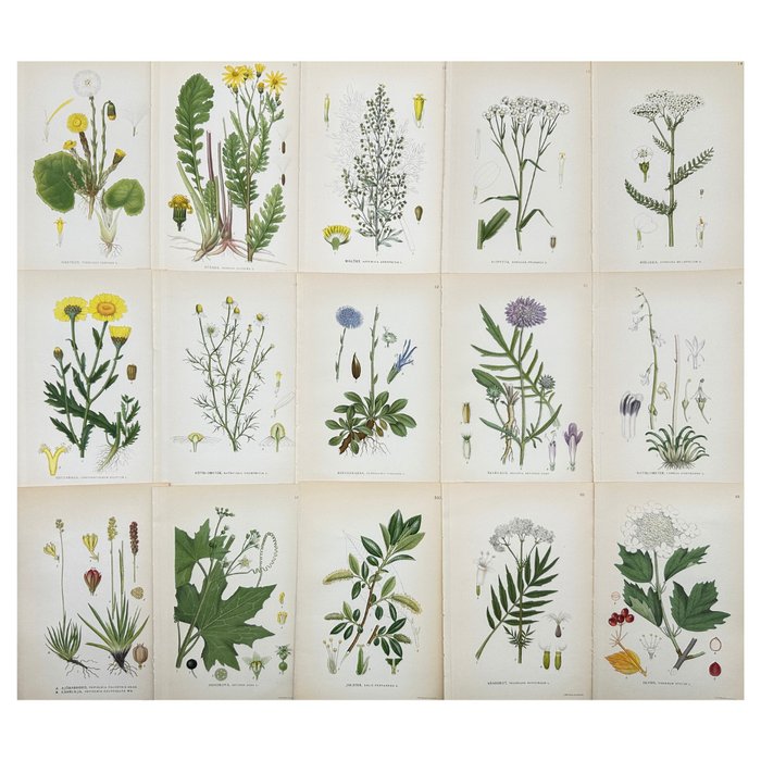 "Nordens Flora", Lindman - Set of 15 Botanical Prints - Yellow chamomile, White bryony - 1920