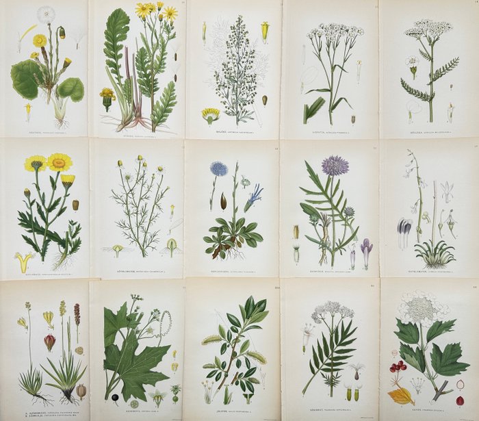 "Nordens Flora", Lindman - Set of 15 Botanical Prints - Yellow chamomile, White bryony - 1920