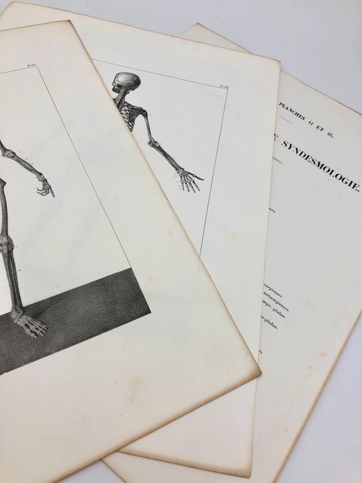 Undervisningsmaterialer (2) - Nicolas-Henri Jacob  Jean Baptiste Marc Bourgery - traité d'anatomie de l'homme 1881 - Papir - 1850-1900