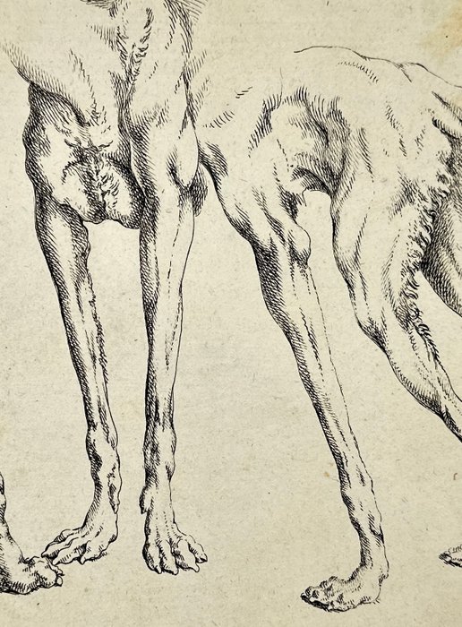 Johann Elias Ridinger (1698-1767) - Anatomy Etching - Study of Dogs and Animals - 1728