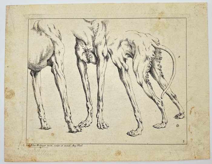 Johann Elias Ridinger (1698-1767) - Anatomy Etching - Study of Dogs and Animals - 1728