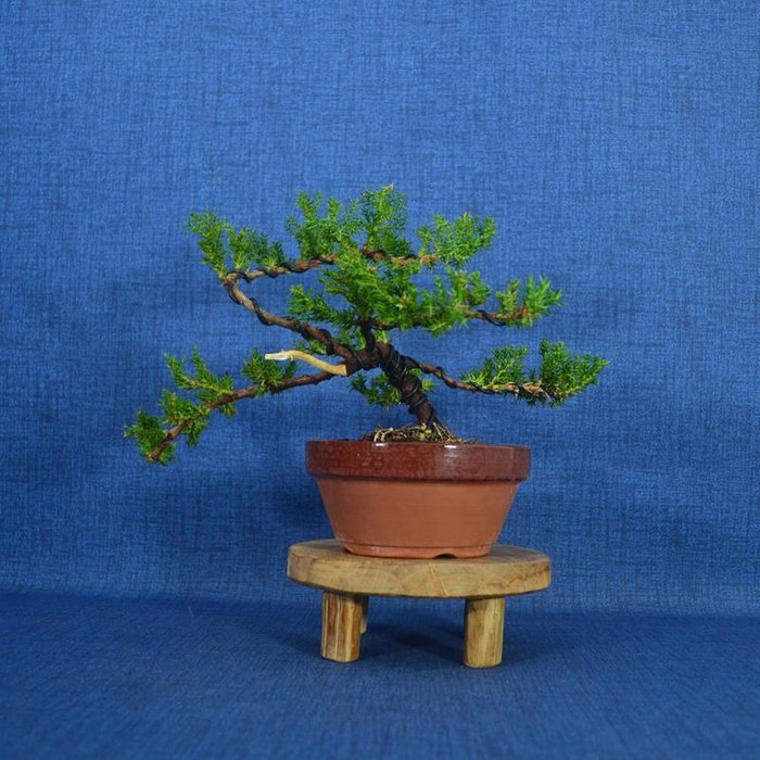 Enebærtræs bonsai (Juniperus) - Højde (Træ): 15 cm - Dybde (Træ): 26 cm - Spanien