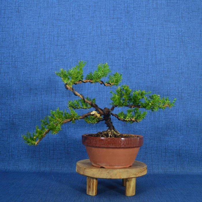 Enebærtræs bonsai (Juniperus) - Højde (Træ): 15 cm - Dybde (Træ): 26 cm - Spanien