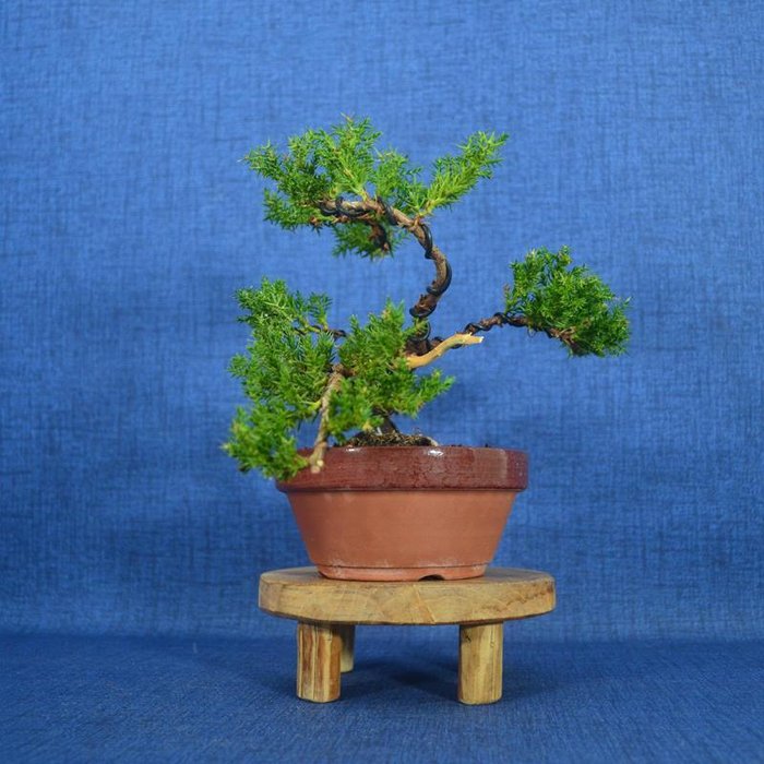 Enebærtræs bonsai (Juniperus) - Højde (Træ): 15 cm - Dybde (Træ): 26 cm - Spanien