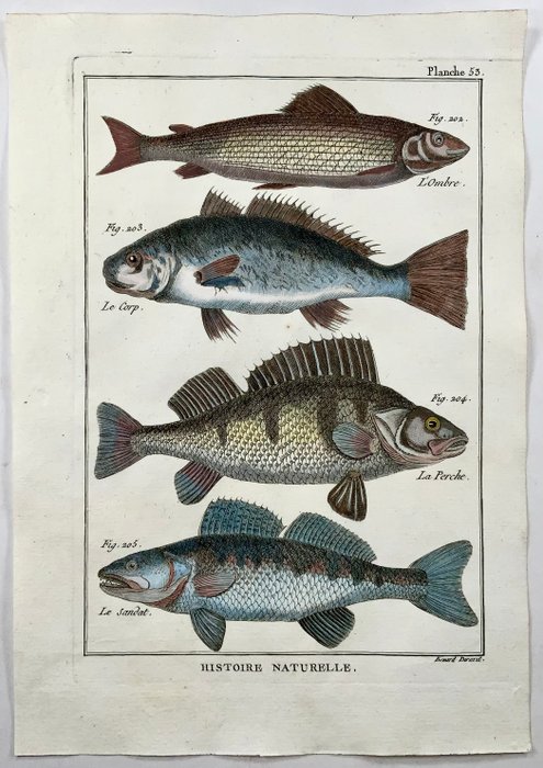 2 engravings by Pierre Joseph Bonnaterre (1752-1804) engraved by Benard: Ichtyography: Perch, - 1780