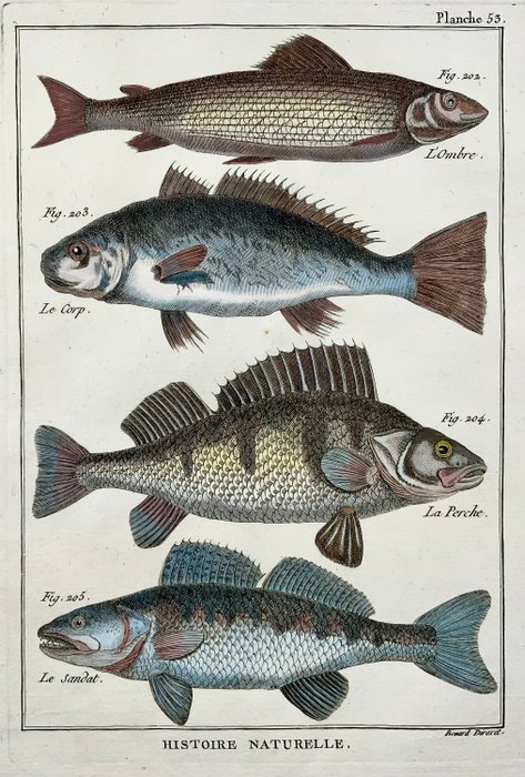 2 engravings by Pierre Joseph Bonnaterre (1752-1804) engraved by Benard: Ichtyography: Perch, - 1780