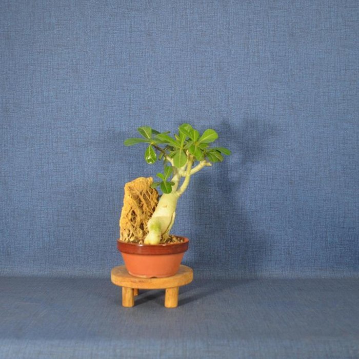 Ørkenrose bonsai (Adenium obesum) - Højde (Træ): 23 cm - Dybde (Træ): 20 cm - Spanien