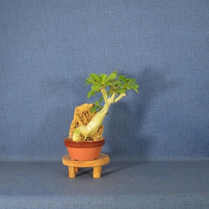 Ørkenrose bonsai (Adenium obesum) - Højde (Træ): 23 cm - Dybde (Træ): 20 cm - Spanien