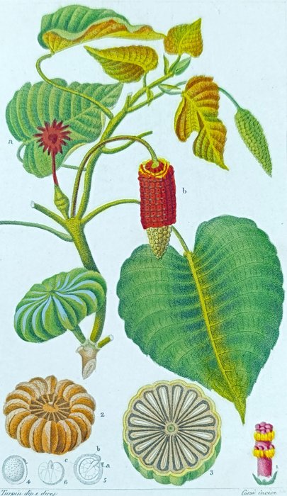 Pierre Jean François Turpin - Botany Original Engraving on Medical Plants Hura, Byttneria, Dorstenia,Ardisia (set of 9) - 1830