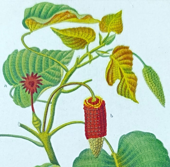 Pierre Jean François Turpin - Botany Original Engraving on Medical Plants Hura, Byttneria, Dorstenia,Ardisia (set of 9) - 1830