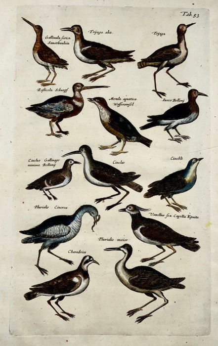 Matthäus I Merian (1593-1650) - Folio with engravings of Waterbirds - Hand coloured - 1657