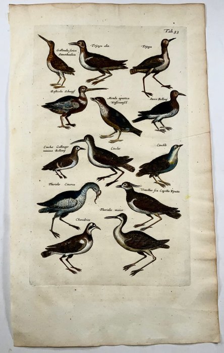 Matthäus I Merian (1593-1650) - Folio with engravings of Waterbirds - Hand coloured - 1657