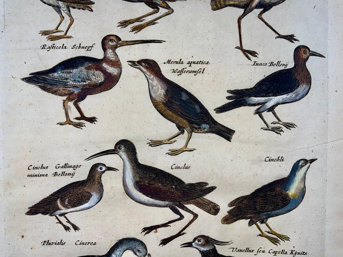 Matthäus I Merian (1593-1650) - Folio with engravings of Waterbirds - Hand coloured - 1657