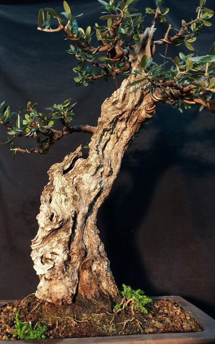 Oliven bonsai (Olea europaea) - Italien