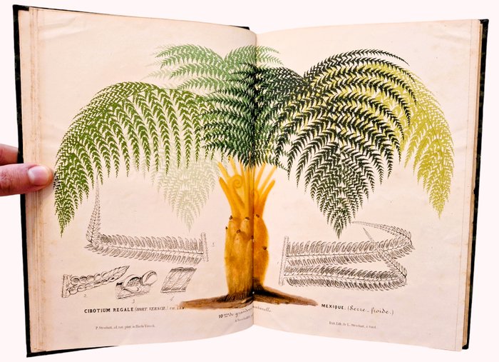 Lemaire / Verschaffelt - L'Illustration Horticole [37 Planches] - 1868