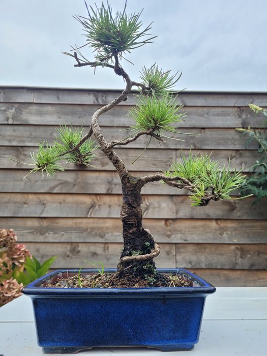 Fyrretræs bonsai (Pinus) - Højde (Træ): 35 cm - Dybde (Træ): 30 cm - Japan - Pinus sylvestris bonsai