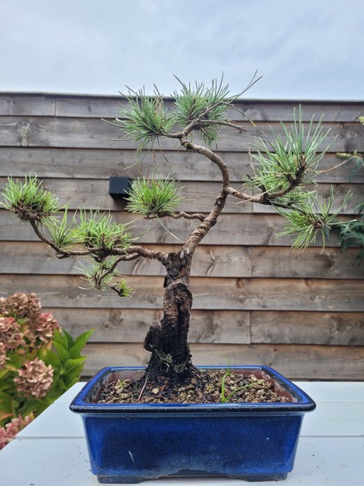 Fyrretræs bonsai (Pinus) - Højde (Træ): 35 cm - Dybde (Træ): 30 cm - Japan - Pinus sylvestris bonsai