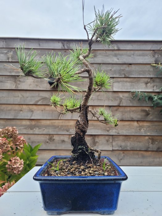 Fyrretræs bonsai (Pinus) - Højde (Træ): 35 cm - Dybde (Træ): 30 cm - Japan - Pinus sylvestris bonsai